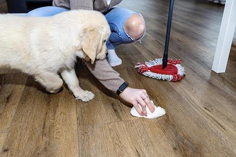 A woman cleans a puppy's urine