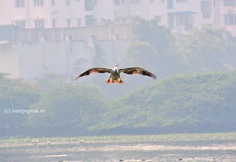 பறவைகள் !  - கோப்பால் !!  -    சினிமா!!! – Chase a Crooked Shadow !!!!