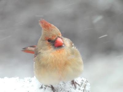 Snow, and the Birds Aren't Thrilled