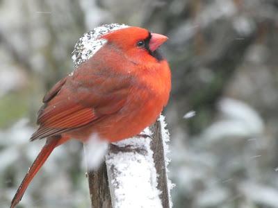 Snow, and the Birds Aren't Thrilled