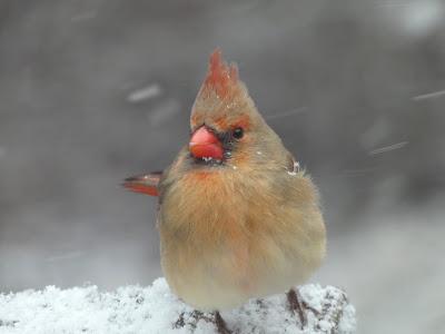 Snow, and the Birds Aren't Thrilled