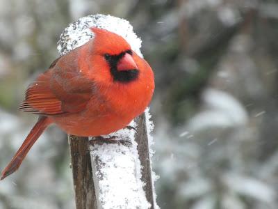 Snow, and the Birds Aren't Thrilled