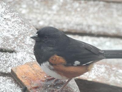 Snow, and the Birds Aren't Thrilled