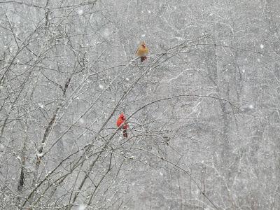 Snow, and the Birds Aren't Thrilled