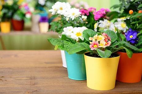 potted flowers