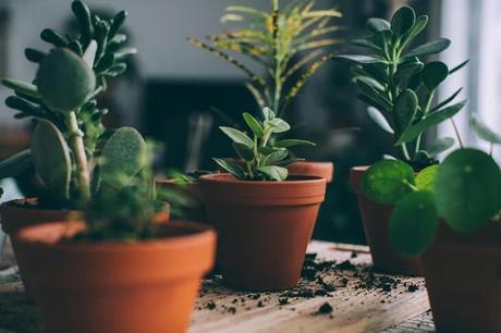 Indoor plants.