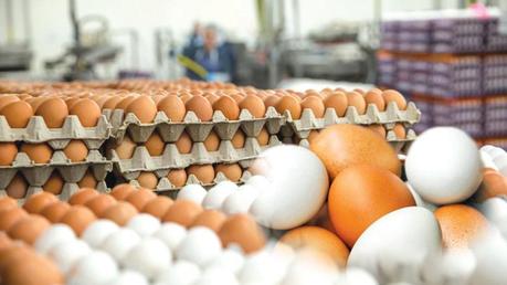 Egg imports delayed at Department level