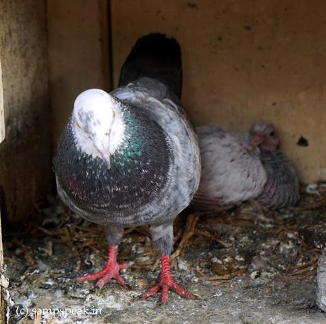 Squab - what - a juvenile Pigeon Squab - what - a juvenile Pigeon