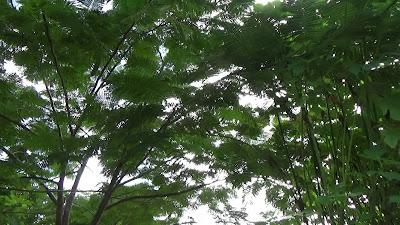 Gardening Zen in the Tropics