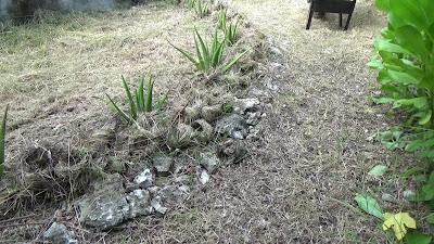 Gardening Zen in the Tropics