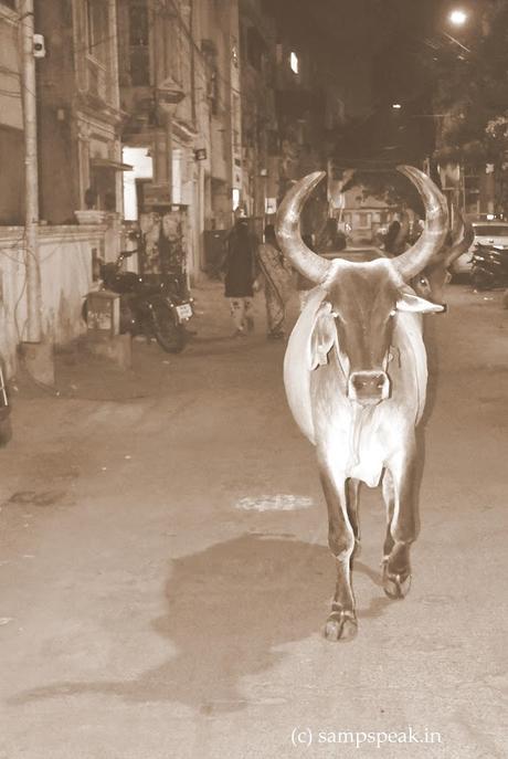 Queen of Triplicane Cow Queen of Triplicane Cow