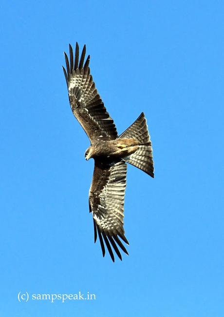 Milvus migrans - Black kite !!  -   பொன்னோவியம், கண்டேனம்மா