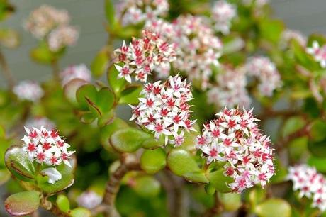 Jade tree having blossomed