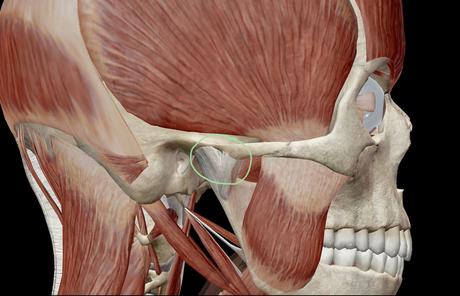 Temporomandibular Joint