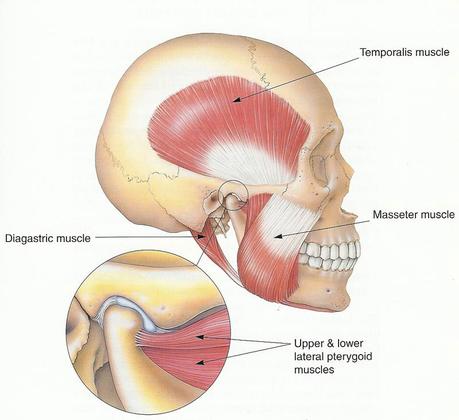 Temporomandibular Joint