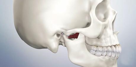 Temporomandibular Joint