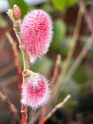 A fluffy pinkness