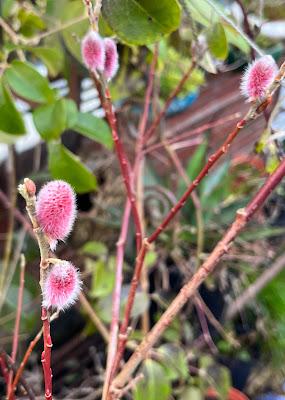 A fluffy pinkness