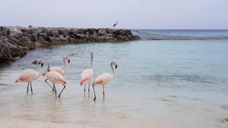 Best Things To Do In Aruba In October