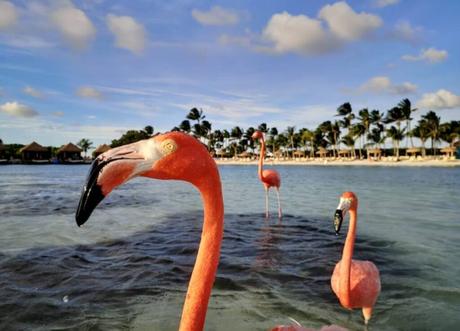 Conclusion Should You Book a Vacation to Aruba in February