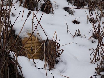 Random Snow Pictures