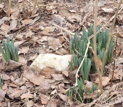 Random Snow Pictures