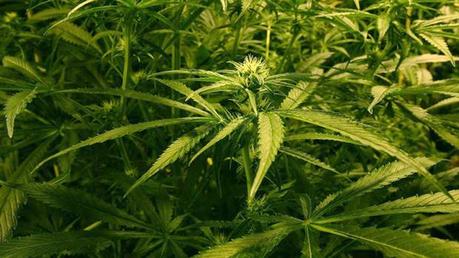 Three acre plot with Rs.30 mn worth cannabis found in Thanamalwila