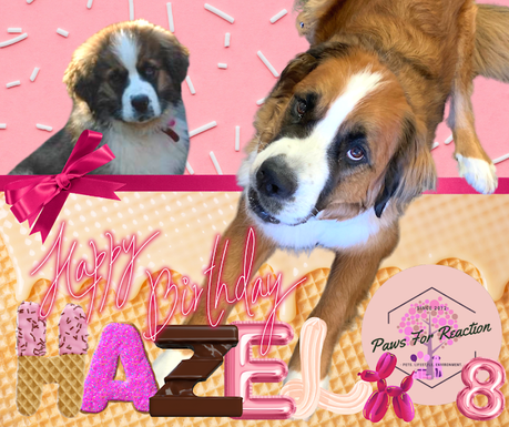 Happy Birthday Hazel: A mountain of love for my mountain dog