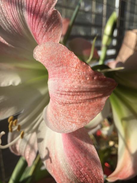 Amaryllis - January's Best Blossoms