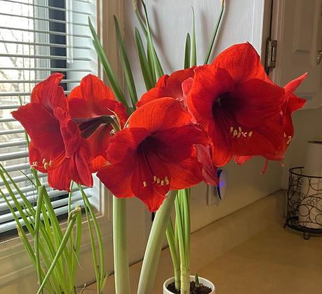 Amaryllis - January's Best Blossoms