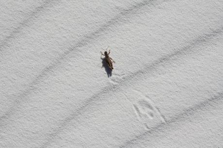 white sands new mexico nzmuse