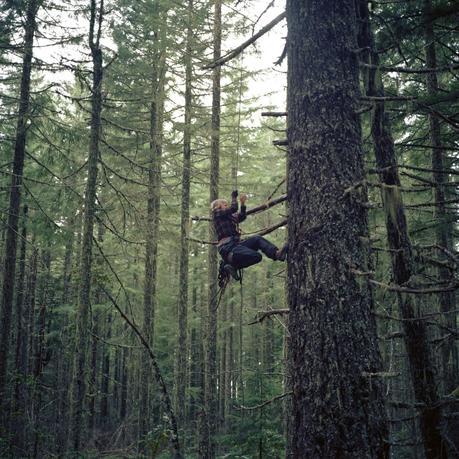 A person ascending into a Doug Fir. Undated.