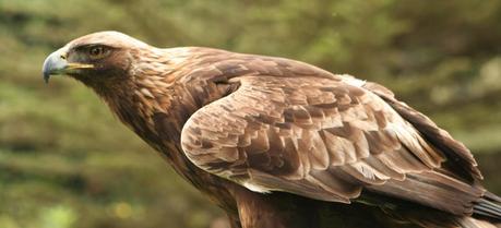 The Golden Eagle is one of the best-known birds of prey in the Northern Hemisphere.