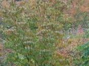 Cornus Kousa Var. Chinensis