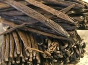 Aromatherapy Q&amp;A with Andrea Butje AromaHead.com