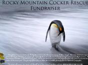 Rocky Mountain Cocker Rescue Fundraiser