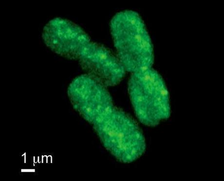 Green fluorescence shows redox reactions in living Synechococcus cells