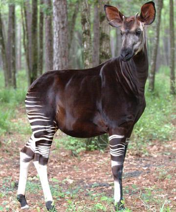 Okapi. Photo by: Bob Jenkins.