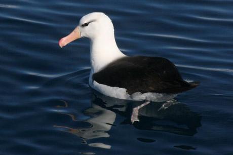 Black browed albatross. Photo by: Alan Tate (worldsrarestbirds.com). 