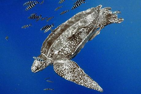 Leatherback sea turtle. Photo by: Guy Marcovaldi. 