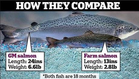 gmo_salmon_compare