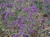 Callicarpa Bodinieri Var. Giraldii