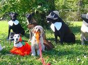Most ADORABLE DOGS Dressed Thanksgiving Costumes!