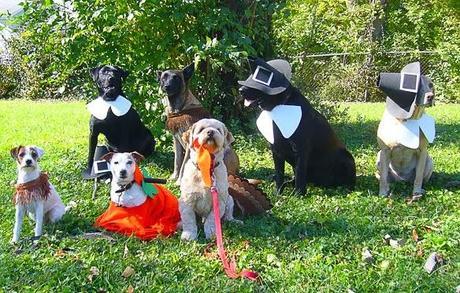 The Most ADORABLE DOGS Dressed in Thanksgiving Costumes!