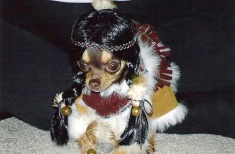 The Most ADORABLE DOGS Dressed in Thanksgiving Costumes!