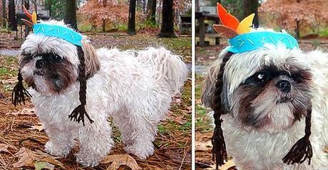 The Most ADORABLE DOGS Dressed in Thanksgiving Costumes!