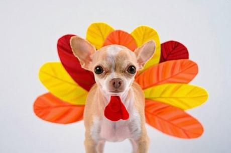 The Most ADORABLE DOGS Dressed in Thanksgiving Costumes!