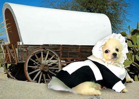 The Most ADORABLE DOGS Dressed in Thanksgiving Costumes!