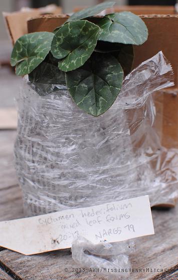 cyclamen hederifolium ready for transplant