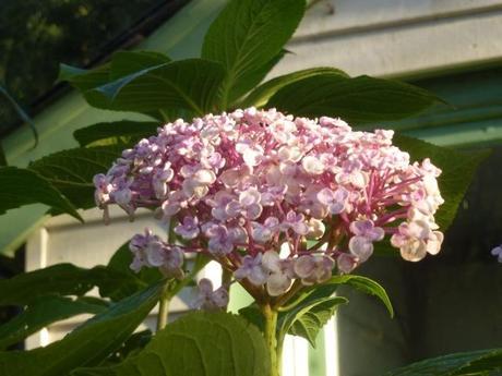 hydrangea still flowering in November